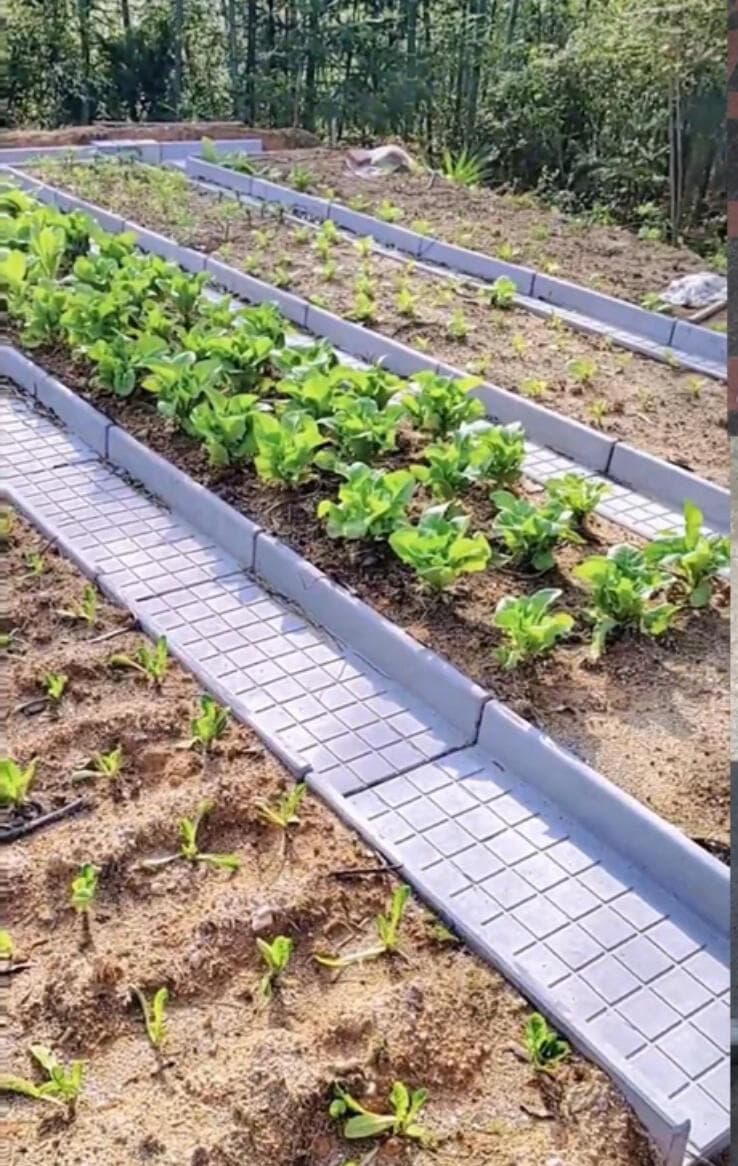 菜沟板改造菜园子：带来的诸多好处