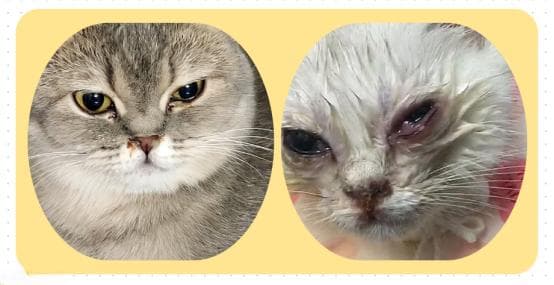 猫咪眼睛睁不开且有眼屎？六大原因及处理方法全解析