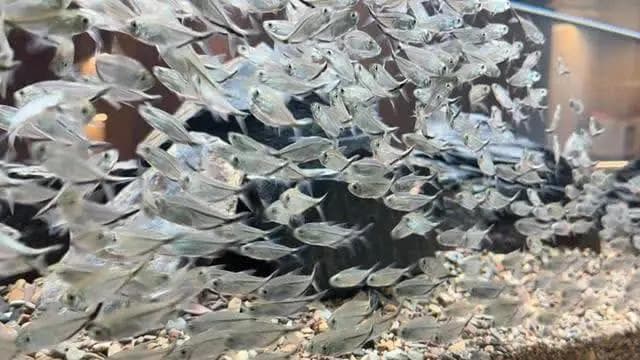 黑尾大勾的特点和饲养技巧，你知道吗？