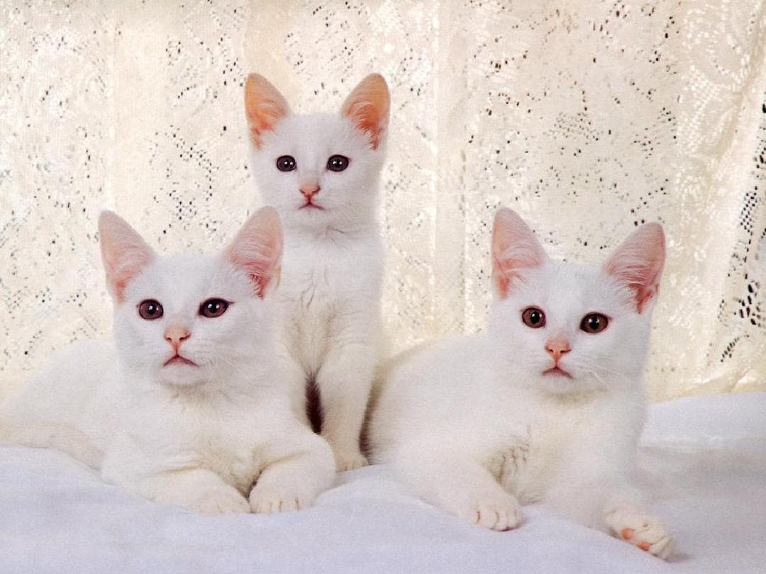 向猫咪表达你爱它们的 10 大方法
