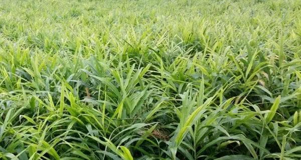 黄精病虫害综合防治技术与方法