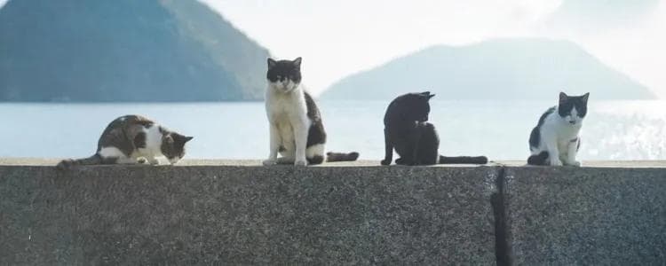 猫的可爱，是群众意见