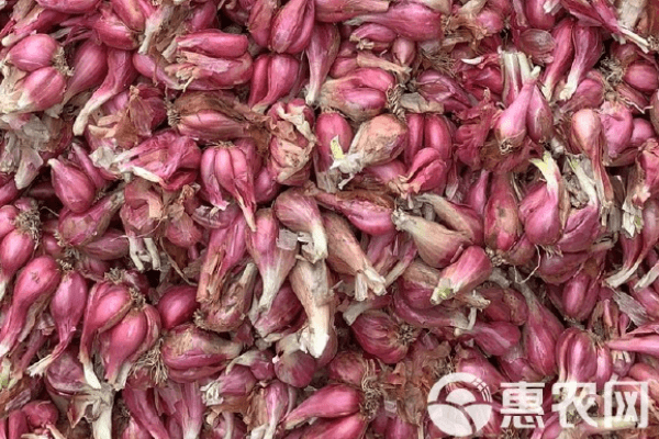 香葱头和红葱头区别