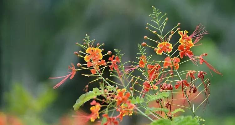 金凤花的美丽与寓意（探索金凤花的象征意义和文化传承）