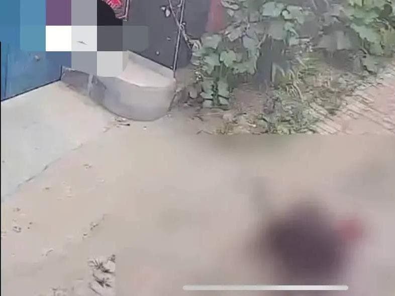 突发！一老人走在路上无端被黑狗撕咬，村民揭幕黑狗背后的真相！