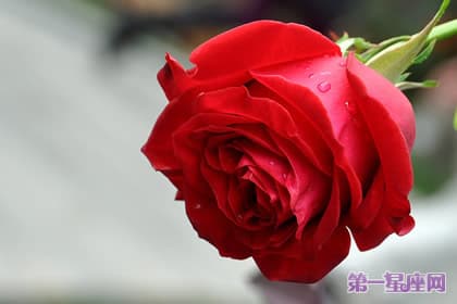 玫瑰花语每朵代表什么？