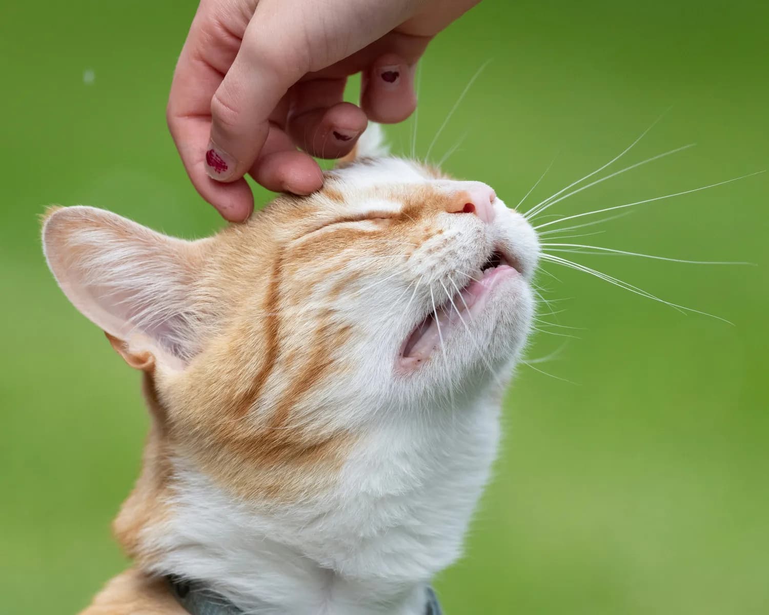 猫抓伤后，如何科学预防狂犬病和破伤风？