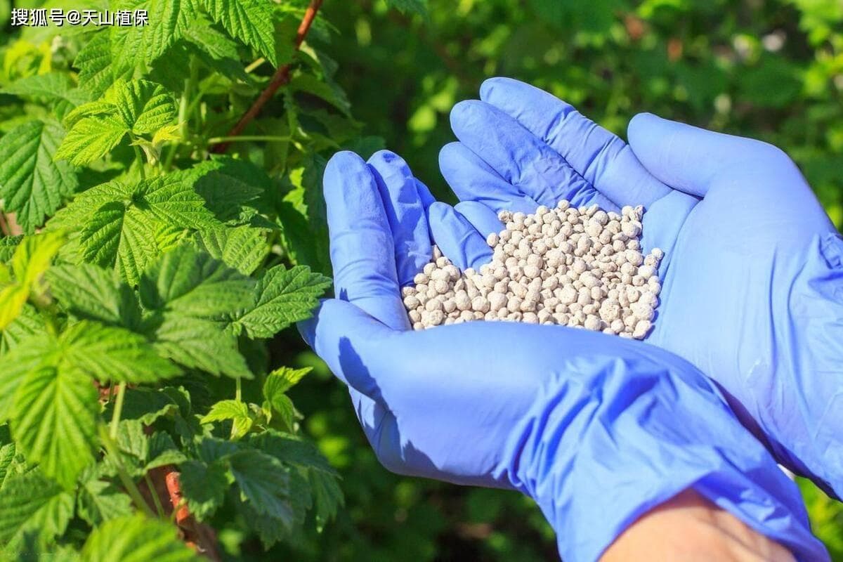 中微量元素肥料有哪些？作用及使用方法详解