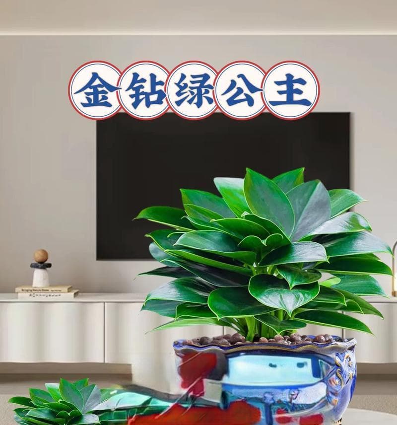 哪些盆栽植物既易养又美观？