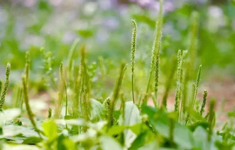 路边随处可见的车前草，每天吃一点，可以除湿、解毒、祛痰