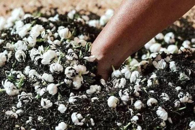 茉莉花茶避坑干货，看看你的买错了吗？