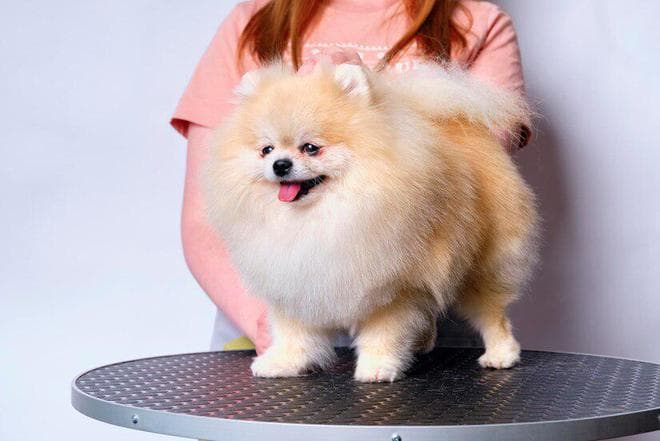 帮博美犬洗澡有哪些禁忌？博美犬洗澡的六大忌