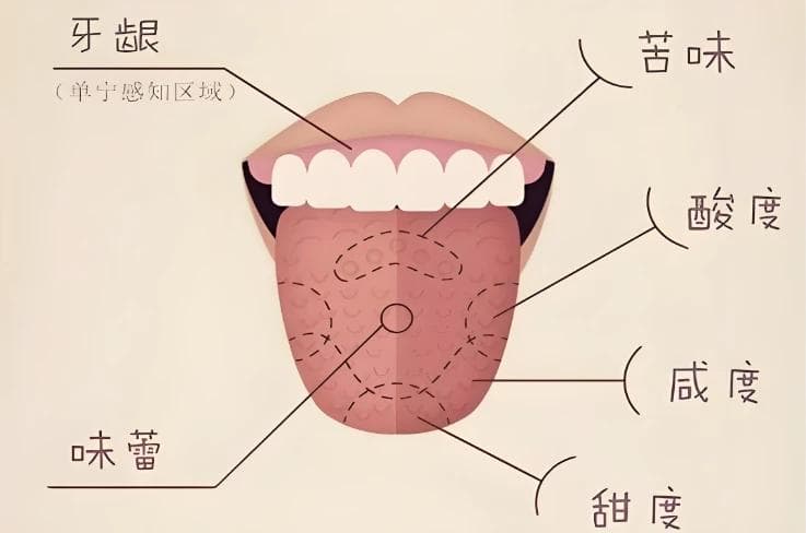 人体舌头摩擦学：从生理机制到应用前景