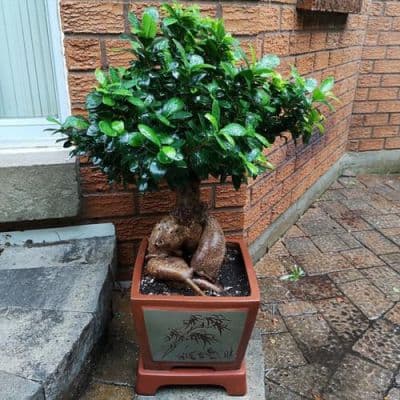 盆景榕树的养植方法？榕树盆景栽培