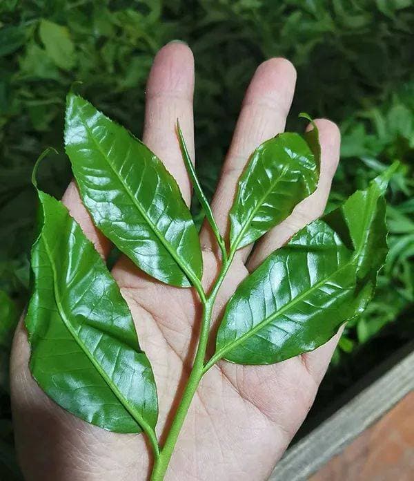 白茶的八大内含物质：揭秘老白茶的独特风味与健康功效