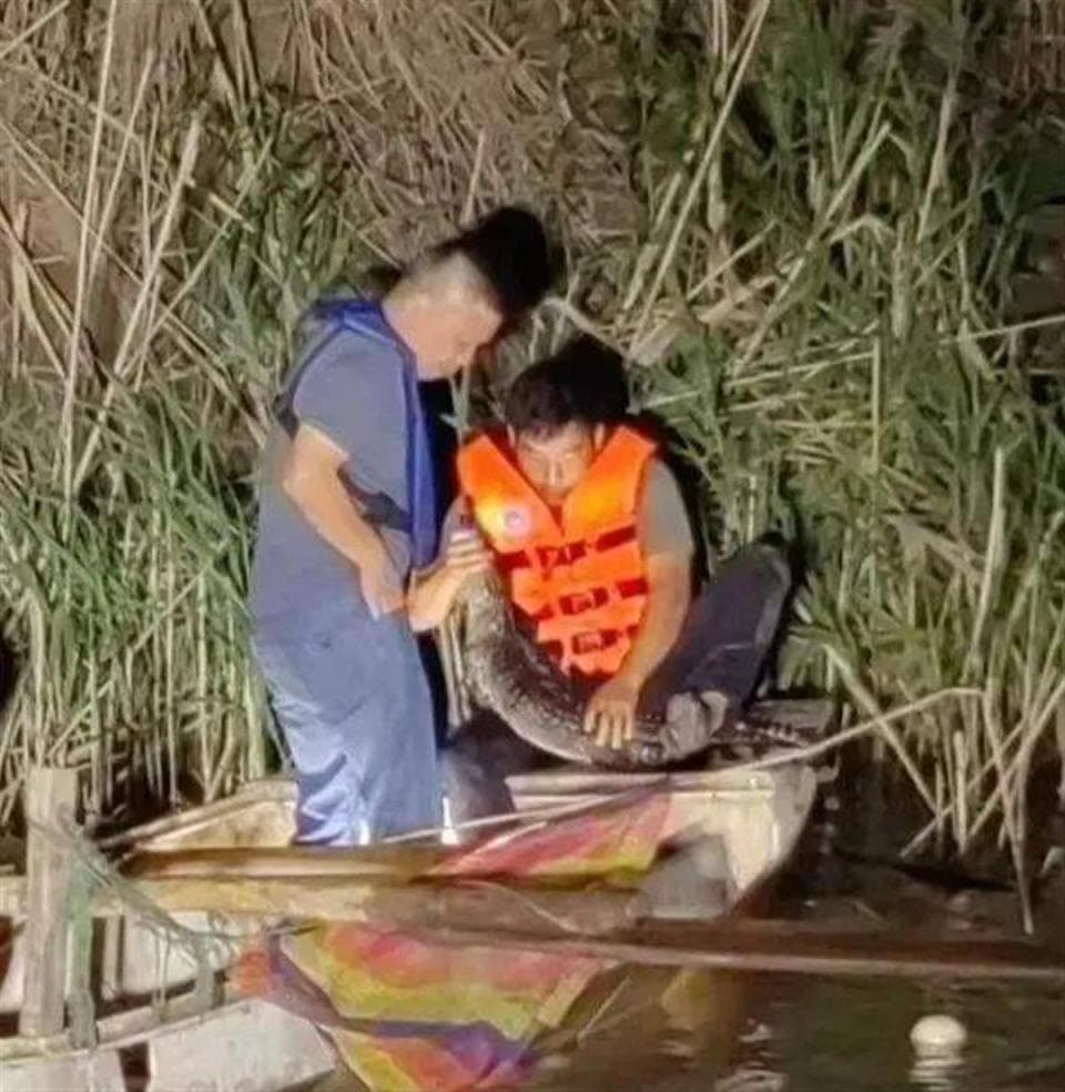 鳄鱼宠网售188元一条还包邮，个人可以随便饲养？鳄鱼频频出逃敲响安全警钟