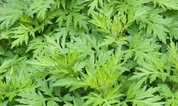 哪些植物能有效治理蚊虫？如何使用这些植物？
