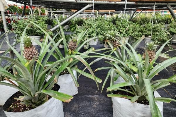 库尔勒：盆栽柠檬、菠萝…… 结出甜蜜“致富果”