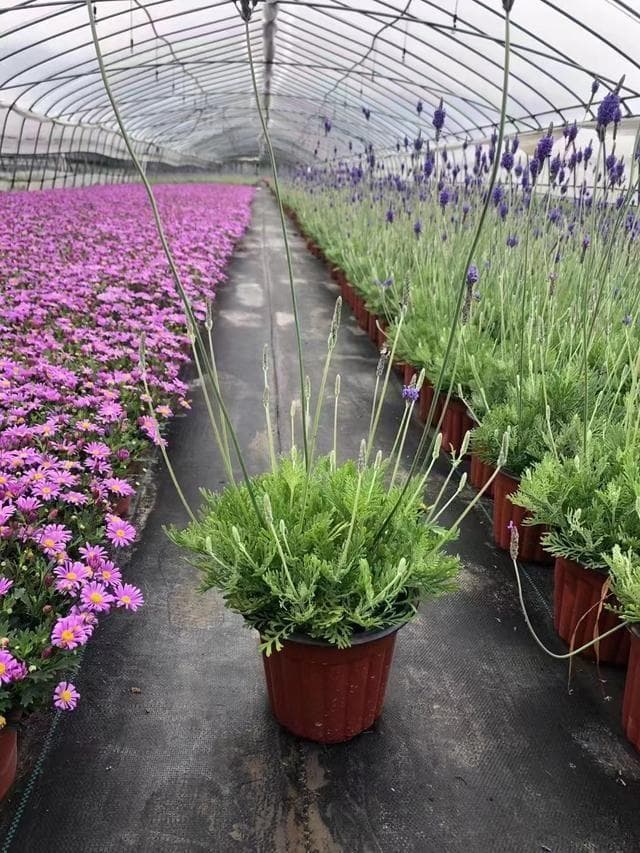 哪些花耐寒耐旱耐热又好养呢？