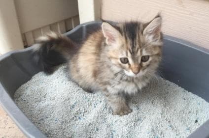 幼猫多大会用猫砂盆(小猫几个月开始教用猫砂)