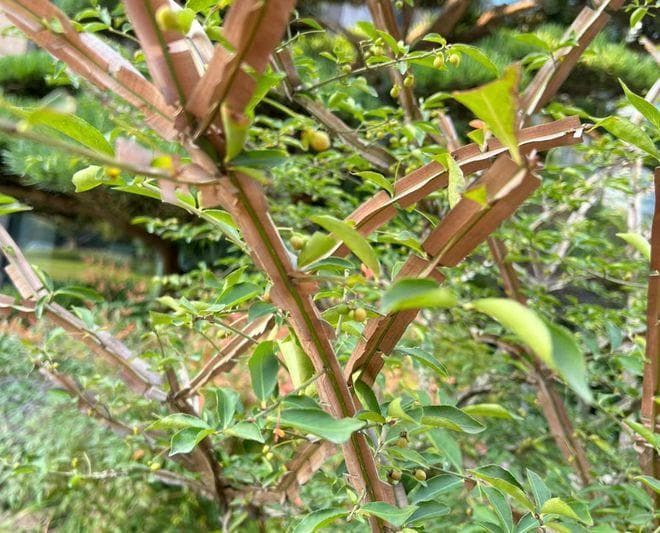 鬼箭羽：一种兼具药用与观赏价值的神奇植物
