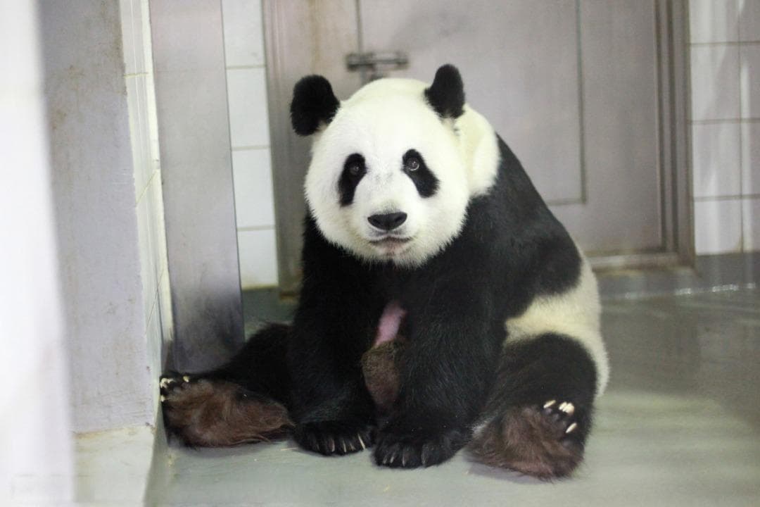 香港海洋公园大熊猫姐弟满一周！姐姐172克，弟弟168克