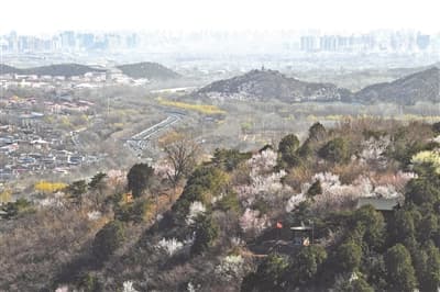 香山繁花绽 踏青好时节