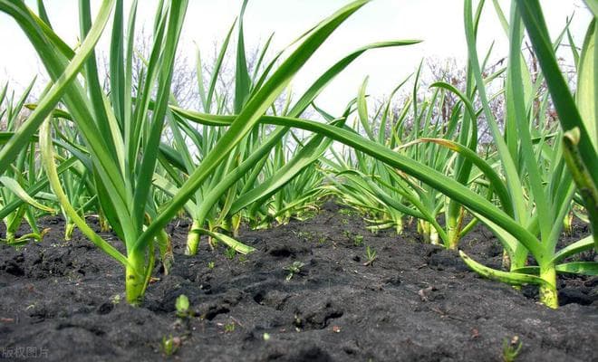 大蒜种植全攻略：从时间到施肥浇水，老农经验大公开