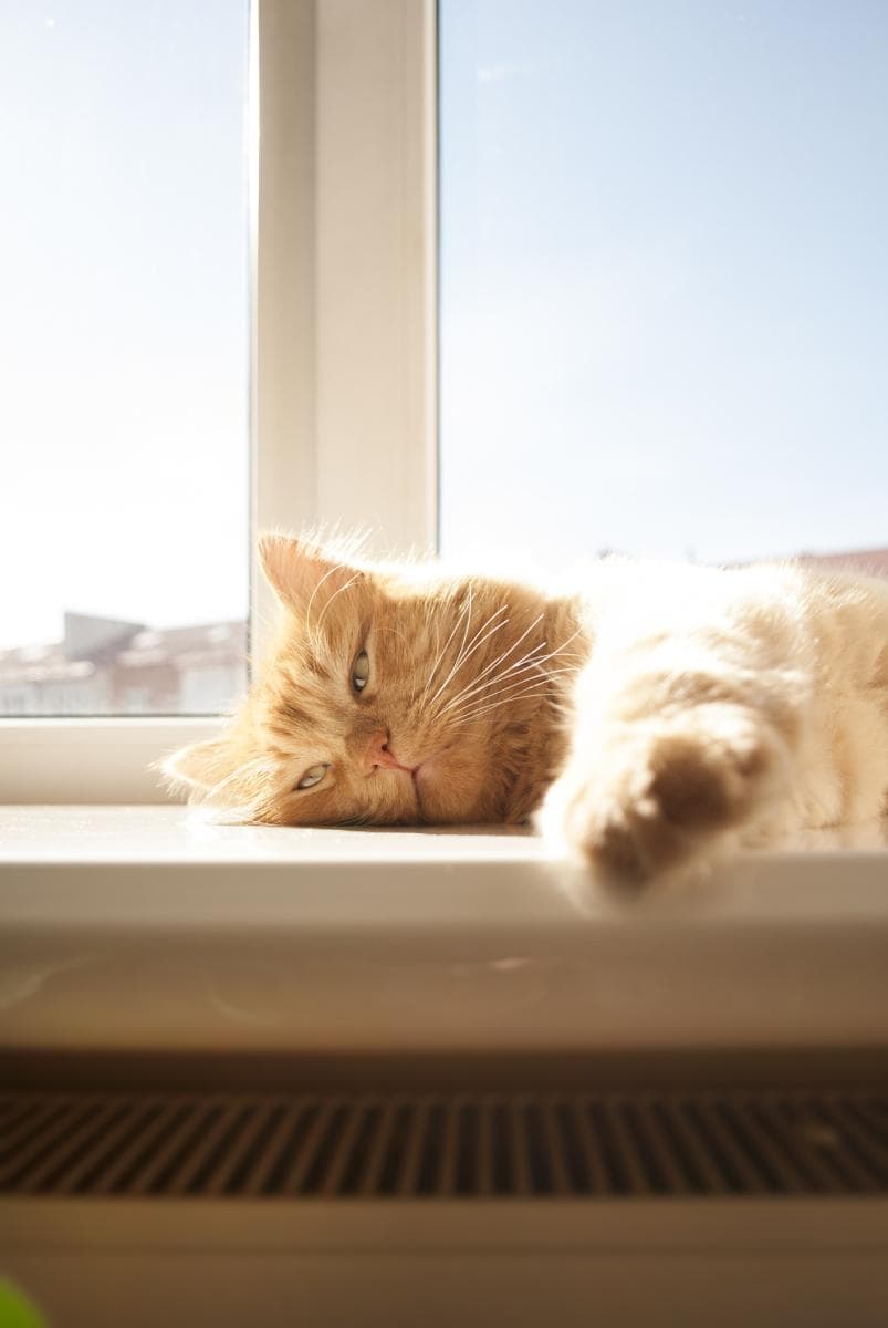 猫咪的"四仰八叉"睡姿：生活滋润的直接证据？