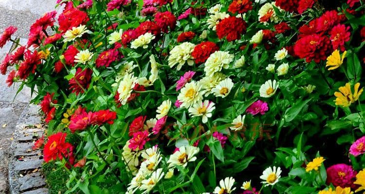 百日菊种子怎么种（百日菊的种植方法讲解）