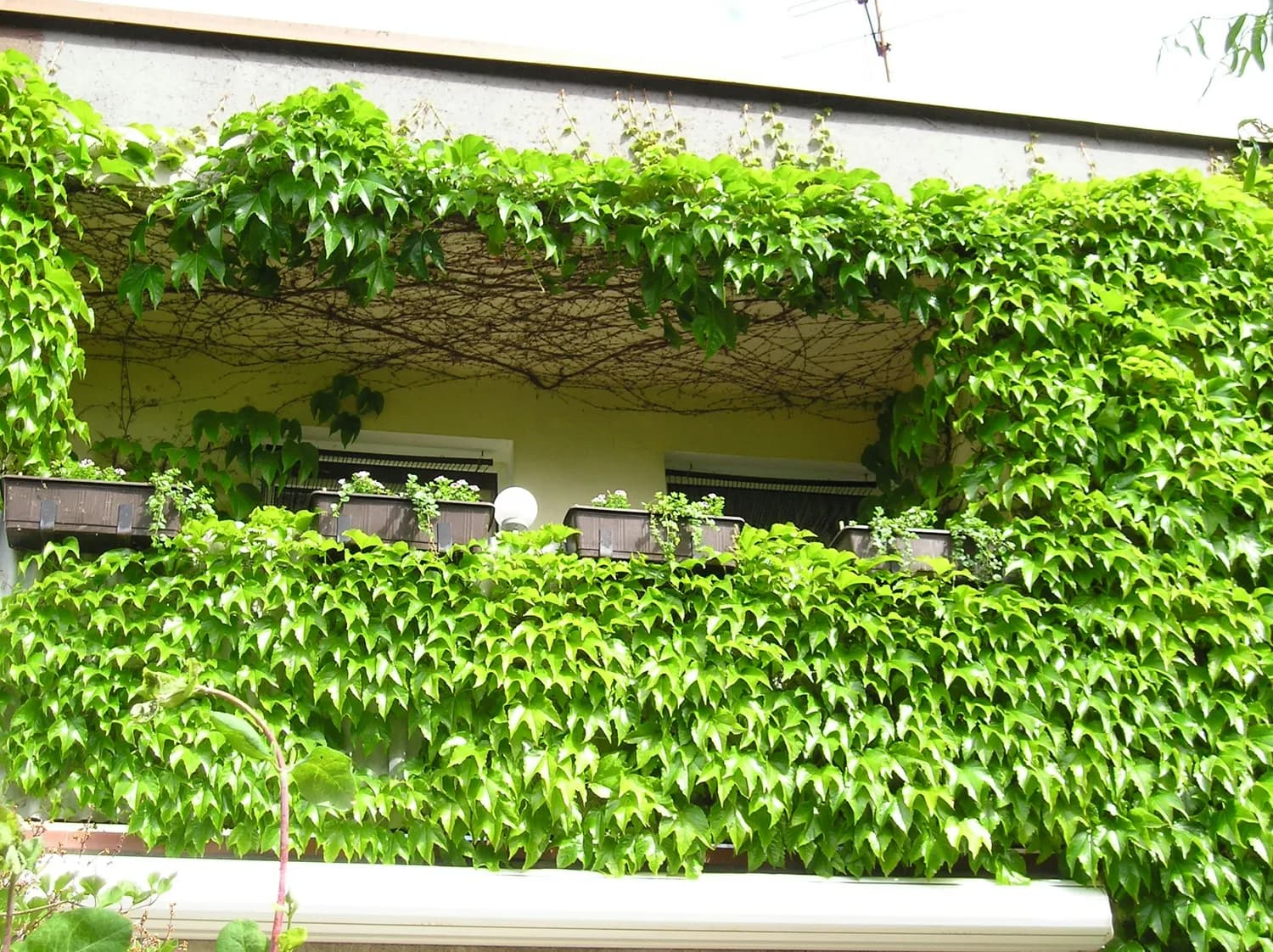 高架桥下的爬山虎：城市绿化的秘密武器