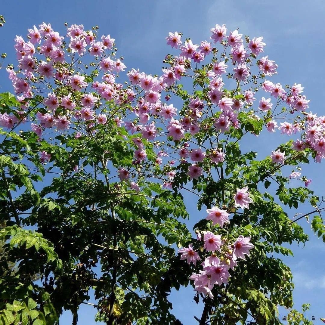 长江以南可露养的帝王大丽花，秋冬季节开花蔚为壮观
