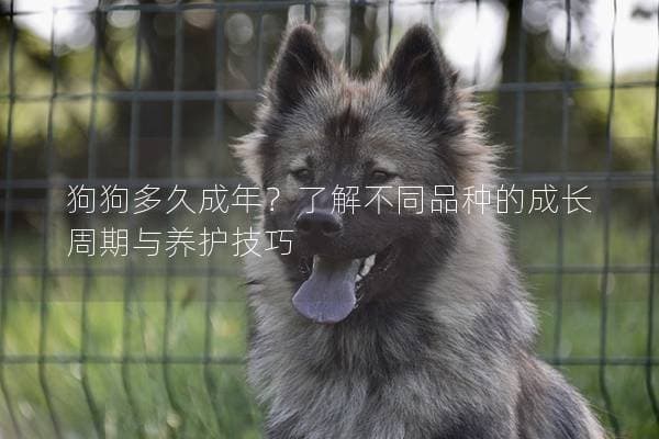 狗狗多久成年？了解不同品种的成长周期与养护技巧