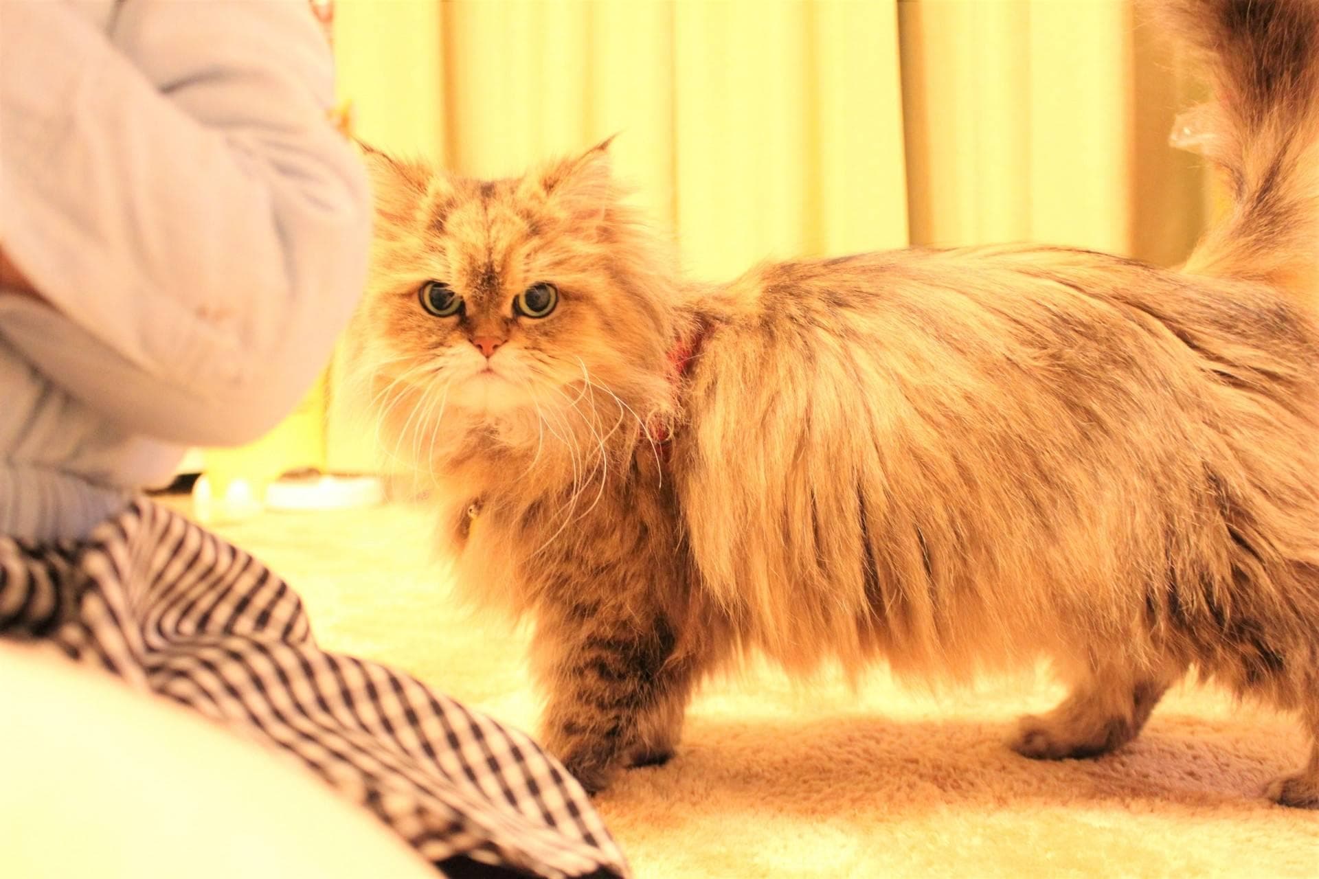 金吉拉猫与波斯猫的差异：品种特征与性格对比解析