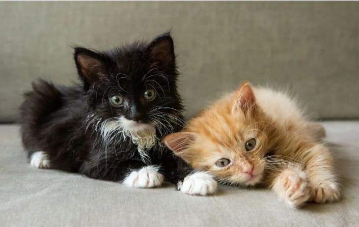 猫咪社交化训练：促进与其他宠物和谐相处的实用指南