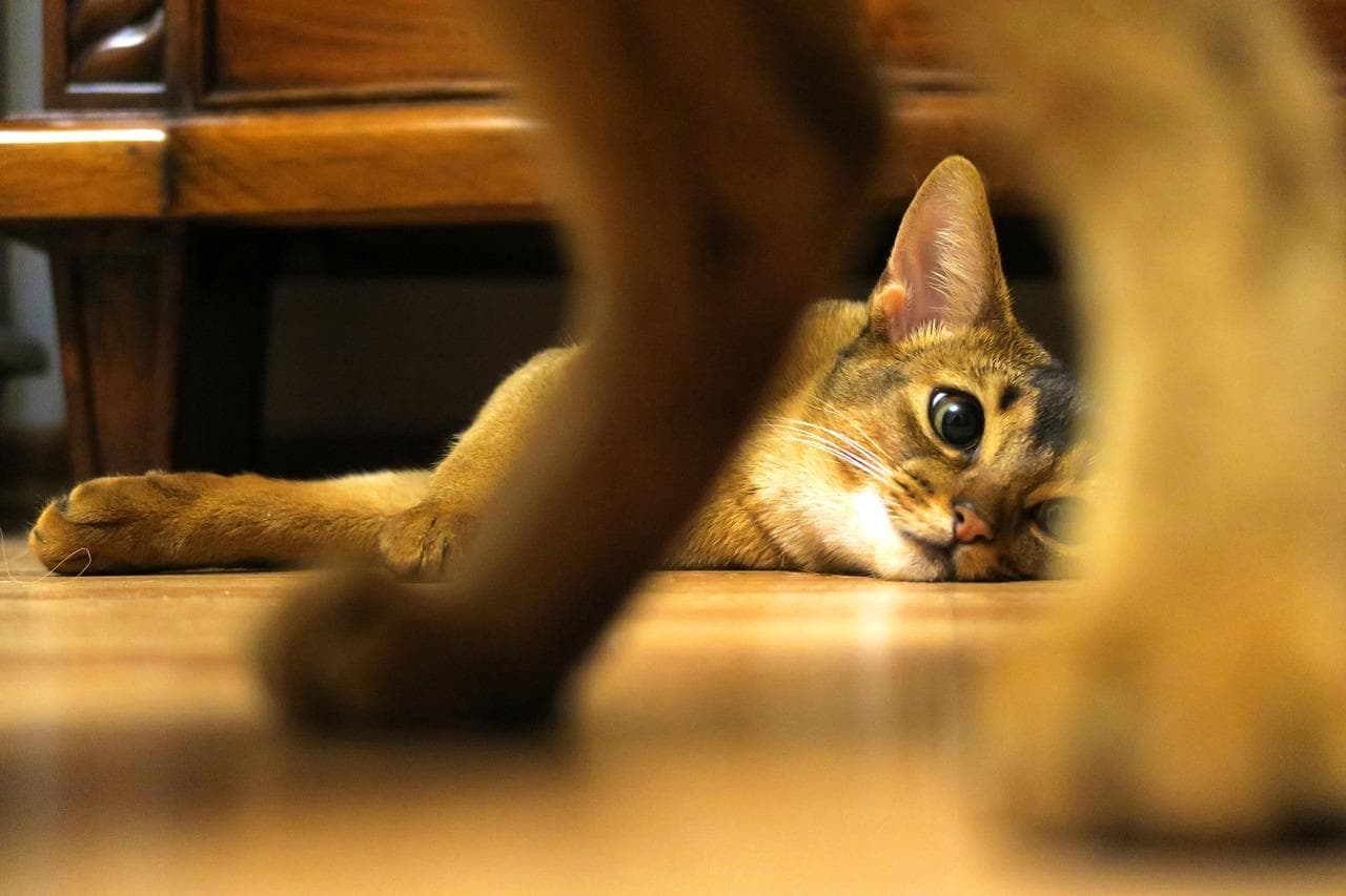 别开玩笑了！猫的智商测试？揭秘5种最聪明的猫咪品种！