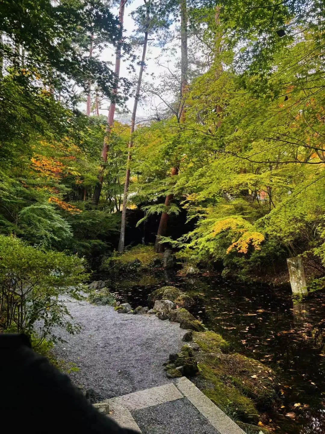 柳树、松树、梧桐、芭蕉...蓬蓬远春，走进诗词中的那一抹“绿”！