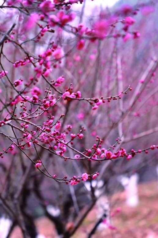 长沙梅花如期绽放，这些地方暗香浮动
