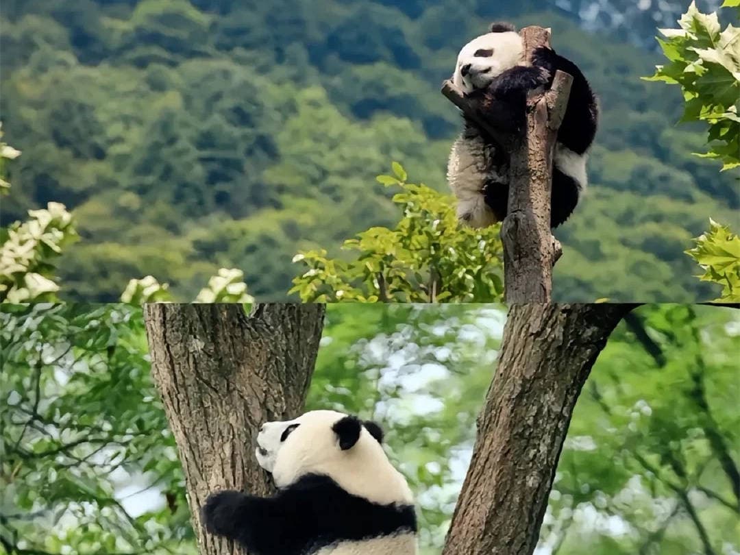 超详细攻略：都江堰熊猫乐园在哪儿？怎么去？有哪些交通方式？门票是多少？