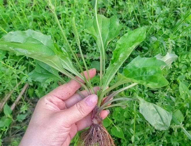 农村随处可见的车前草，有3大作用，价值极高，农民朋友要了解！