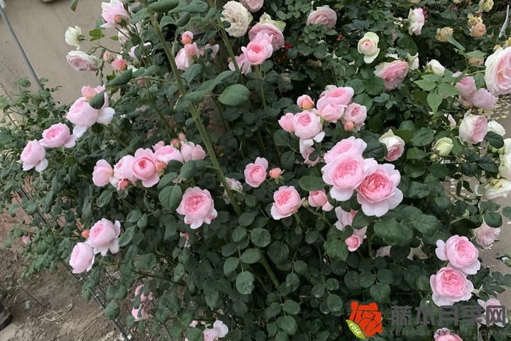 瑞典女王月季适合阳台种植吗？