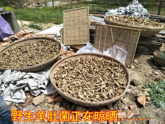 舌尖上的中国——野生羊肚菌篇
