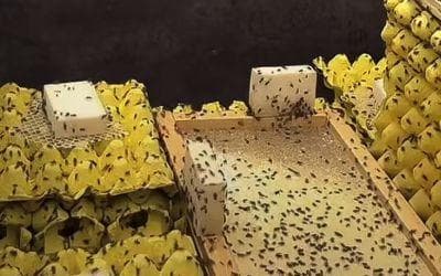 昆虫养殖场温湿度控制方案