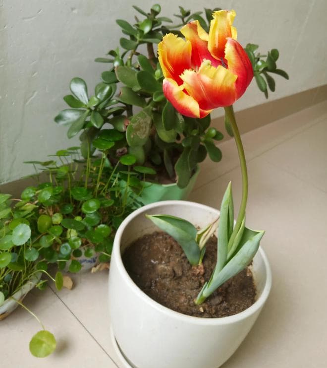 郁金香种球能开几次花？从传统困境到国产突破