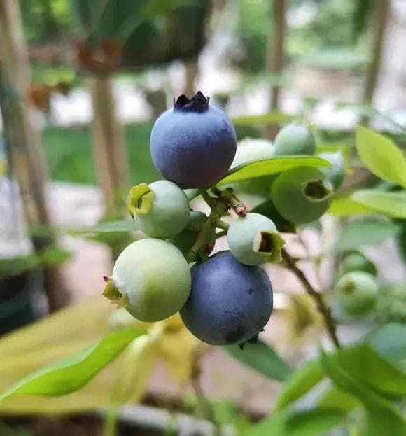 种蓝莓，喜酸，还是喜碱？“腐土”种植最好，尤其是松针土！