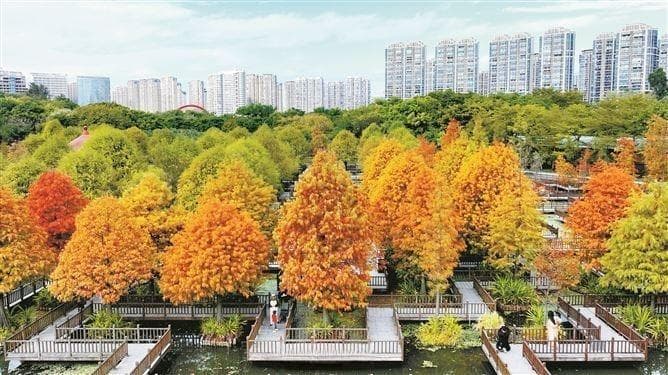 鹭岛冬日限定美景上线！快收下这份落羽杉打卡地图