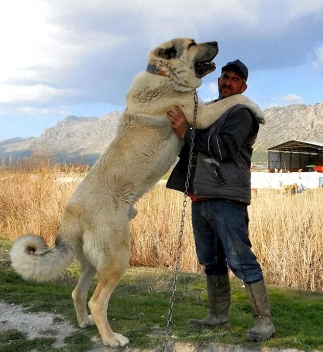 坎高犬和野狼的杂交体：到底是坎高犬出了轨，还是野狼劈了腿？