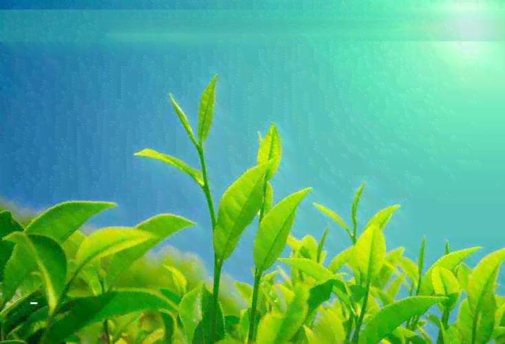 甲状腺癌患者的日常饮品选择：茶水的科学效应与快速恢复