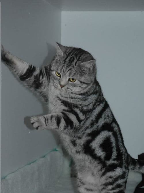 家养猫咪排行：前十好养猫咪盘点，轻松养宠必备！