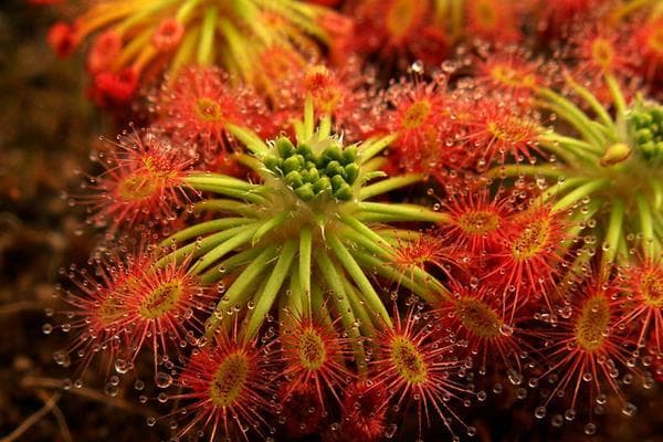 茅膏菜怎么养？养殖方法与注意事项！播种后怎样护理？怎么扦插繁殖？